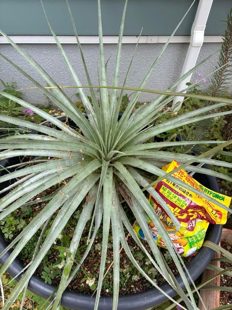 プヤ　セルーレア　7？8？ヘッド 抜き苗 プヤ セルーレア 抜き苗 プヤ セルーレア 7？8？ヘッド 抜き苗